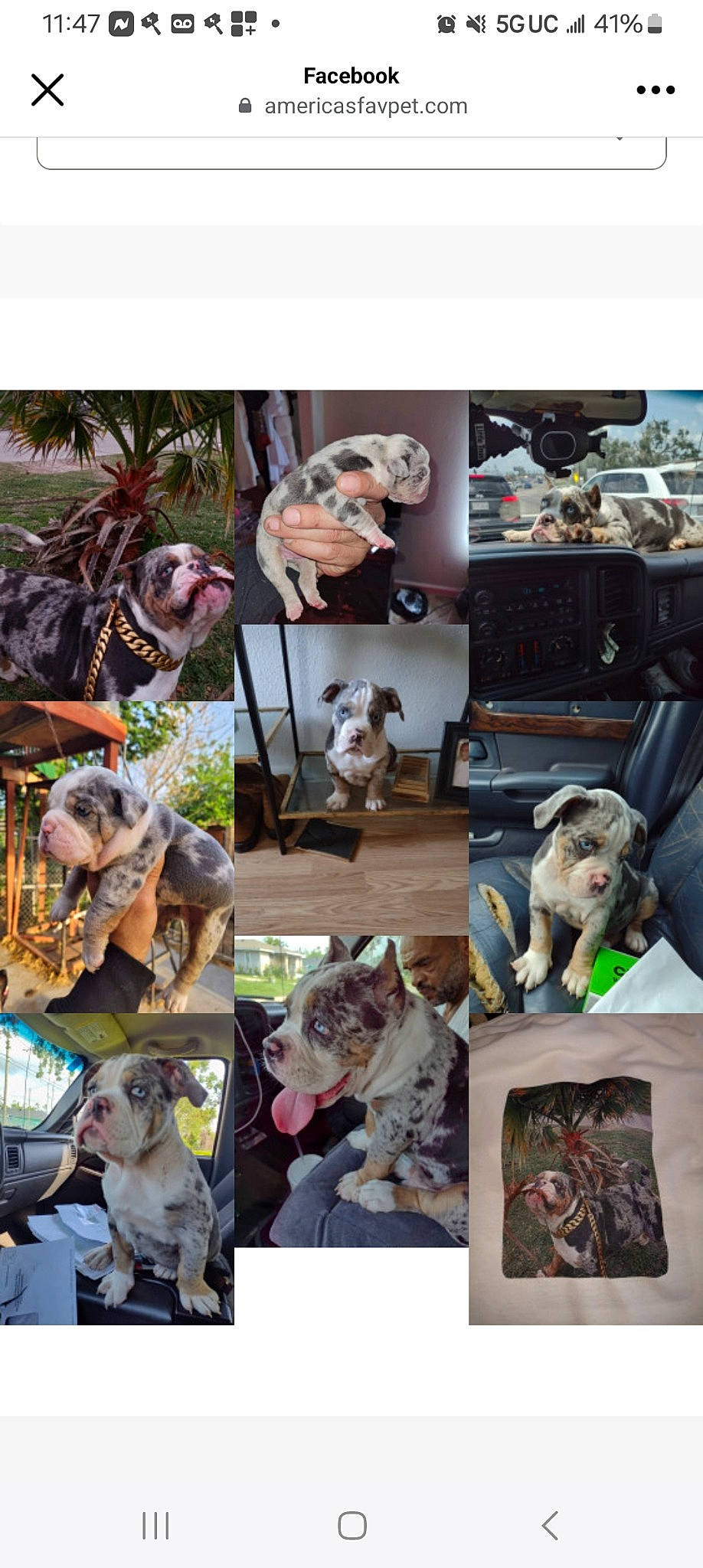 Platinum Ice is registered to the contest to win money with this photo: art, carnivore, collage, companion_dog, dog, dog_breed, event, fawn, fedora, fur, grass, hat, mammal, photograph, plant, snapshot, sporting_group, stock_photography, textile, working_animal