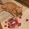 animal, cat, closeup, curious, domestic_cat, floor, food, fruit, green, indoor, looking_up, nature, orange_tabby, pet, plastic_container, playful, red, scattered, strawberries, wooden_floor