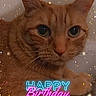 Rusty is registered to the contest to win money with this photo: animal, birthday, carpet, cat, celebration, close_up, confetti, cute, ears, eyes, face, feline, indoor, orange_tabby, pet, portrait, relaxed, sparkles, text_overlay, whiskers