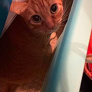 Rusty joined the competition — help win amazing prizes! animal, cat, closeup, cozy, curious, cute, domestic, eyes, feline, floor, fur, household, indoor, looking_up, orange_tabby, pet, shadow, texture, warm_light, whiskers