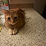 cat, close_up, countertop, cozy, curious, domestic_animal, eyes, feline, flowers, ginger_cat, household, indoor, orange_fur, paws, pet, relaxed, still_life, table_surface, vase, whiskers