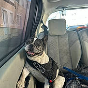 Jumbo participe au concours pour gagner de l'argent avec cette photo : dog, french_bulldog, car_interior, backseat, harness, leash, window, sunlight, happy, pet, animal, sitting, paw, door_handle, fabric, seat, gray, black, white, smiling