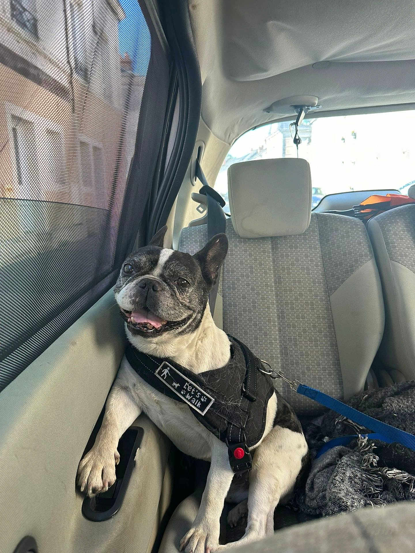 Jumbo participe au concours pour gagner de l'argent avec cette photo : dog, french_bulldog, car_interior, backseat, harness, leash, window, sunlight, happy, pet, animal, sitting, paw, door_handle, fabric, seat, gray, black, white, smiling