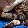 Moon participe au concours pour gagner de l'argent avec cette photo : carnivoran, cat, cat_like_mammal, claw, domestic_short_haired_cat, dragon_li, ear, european_shorthair, eye, fur, kitten, organ, paw, small_to_medium_sized_cats, snout, tabby_cat, whiskers