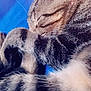 Moon participe au concours pour gagner de l'argent avec cette photo : aegean_cat, american_shorthair, cat, cat_like_mammal, close_up, domestic_short_haired_cat, european_shorthair, fauna, fur, kitten, mammal, sky, small_to_medium_sized_cats, snout, tabby_cat, whiskers