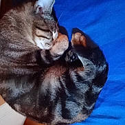 Moon a rejoint le concours — aidez-le/la à gagner de superbes lots ! american_shorthair, bengal, carnivoran, cat, cat_like_mammal, domestic_short_haired_cat, dragon_li, european_shorthair, fur, kitten, mammal, small_to_medium_sized_cats, tabby_cat, toyger, vertebrate, whiskers