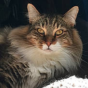 Tigger joined the competition — help win amazing prizes! cat, fluffy, fur, golden_eyes, pet, animal, portrait, closeup, whiskers, tabby, domestic_cat, feline, cute, indoor, relaxed, alert, mammal, face, nose, ears