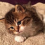 Tigger is registered to the contest to win money with this photo: kitten, cat, furry, blue_eyes, paw, towel, close_up, cute, pet, animal, whiskers, fur, young, domestic_cat, small, soft, indoor, sleepy, adorable, resting