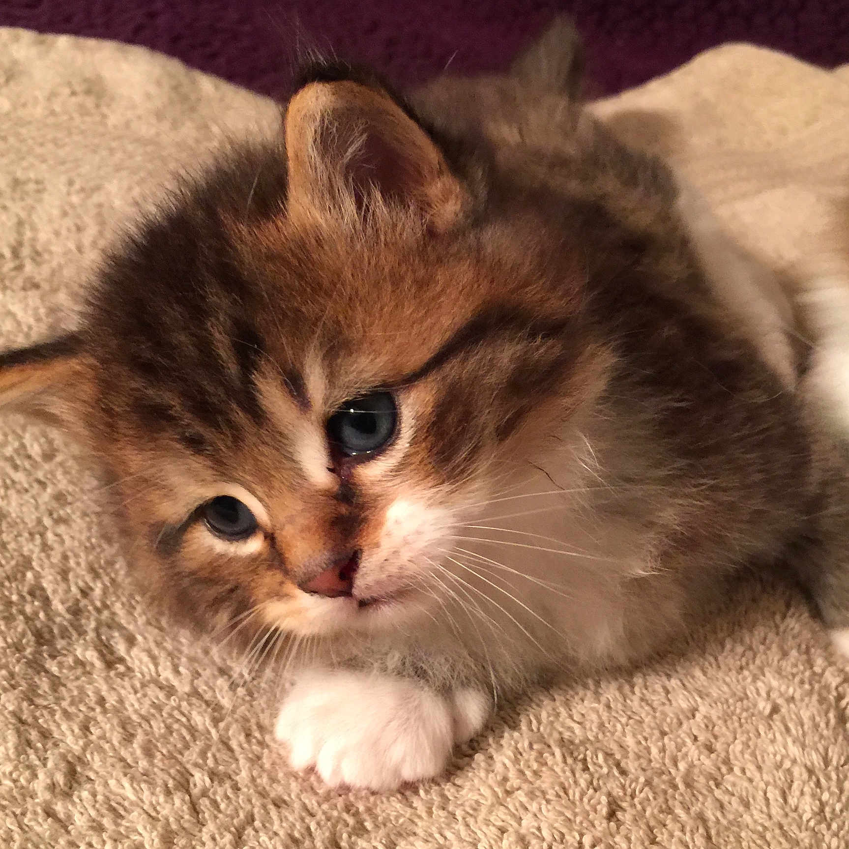 Tigger