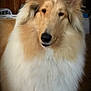Morgan is registered to the contest to win money with this photo: dog, collie, fluffy, indoor, pet, animal, canine, fur, portrait, muzzle, ears, brown, white, household, cabinet, floor, domestic, companion, cute, friendly