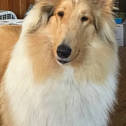 Morgan joined the competition — help win amazing prizes! dog, rough_collie, fluffy, indoor, pet, canine, fur, animal, kitchen, brown, white, domestic, companion, portrait, cute, friendly, home, mammal, long_hair, calm