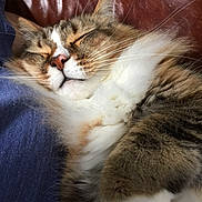 Finch is registered to the contest to win money with this photo: cat, sleeping, fluffy, closeup, feline, whiskers, fur, relaxation, cozy, pet, indoors, cute, rest, nap, calm, domestic_animal, mammal, soft, comfort, peaceful