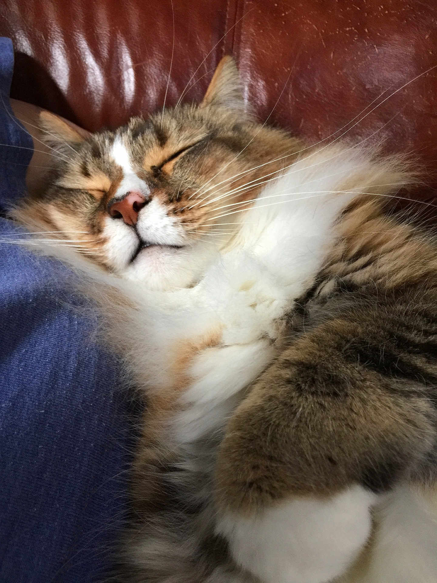 Finch is registered to the contest to win money with this photo: cat, sleeping, fluffy, closeup, feline, whiskers, fur, relaxation, cozy, pet, indoors, cute, rest, nap, calm, domestic_animal, mammal, soft, comfort, peaceful