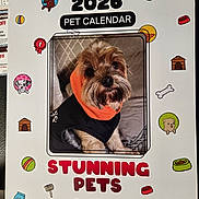Sammie joined the competition — help win amazing prizes! animal, black, brown, calendar, calendar_cover, couch, cozy, cute, dog, eyes, face, fur, furry, hoodie, illustrations, indoor, nose, orange, pet, portrait