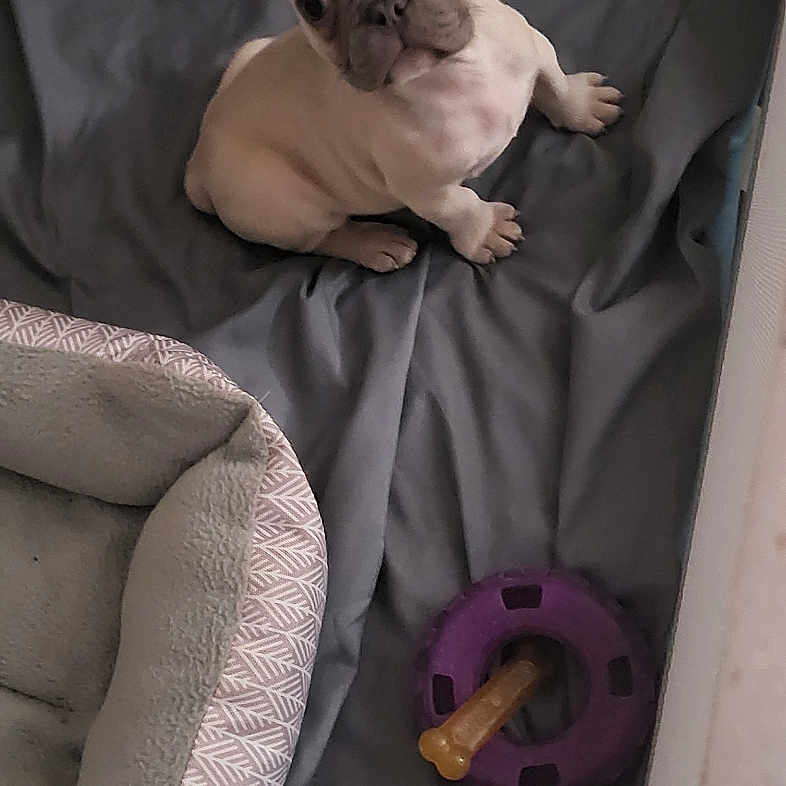 Sophie