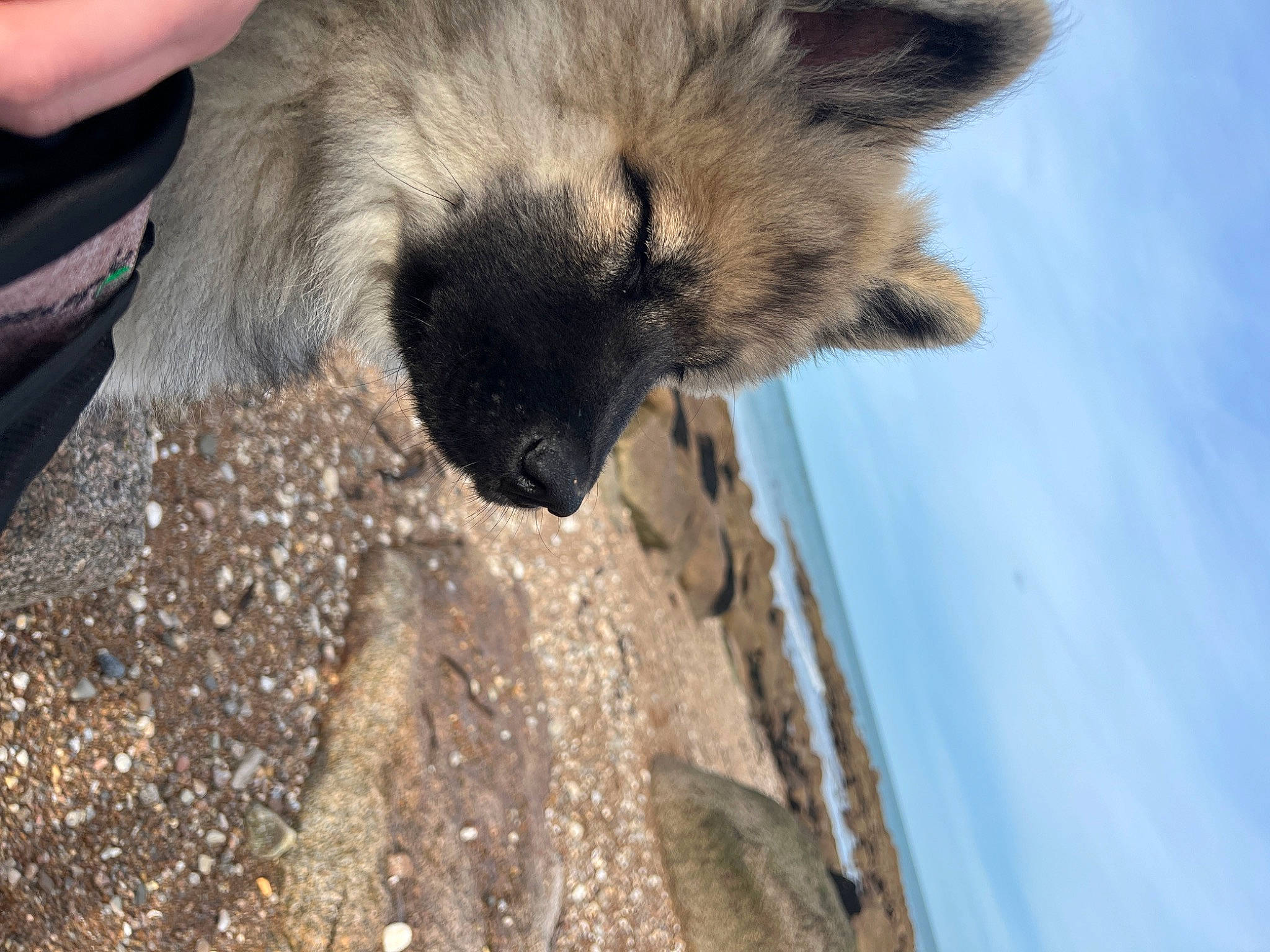 Ulia participe au concours pour gagner de l'argent avec cette photo : canidae, carnivore, claw, cloud, dog, dog_breed, estrela_mountain_dog, fawn, fur, hyena, old_german_shepherd_dog, paw, sky, snout, soil, sporting_group, terrestrial_animal, water, whiskers, wildlife