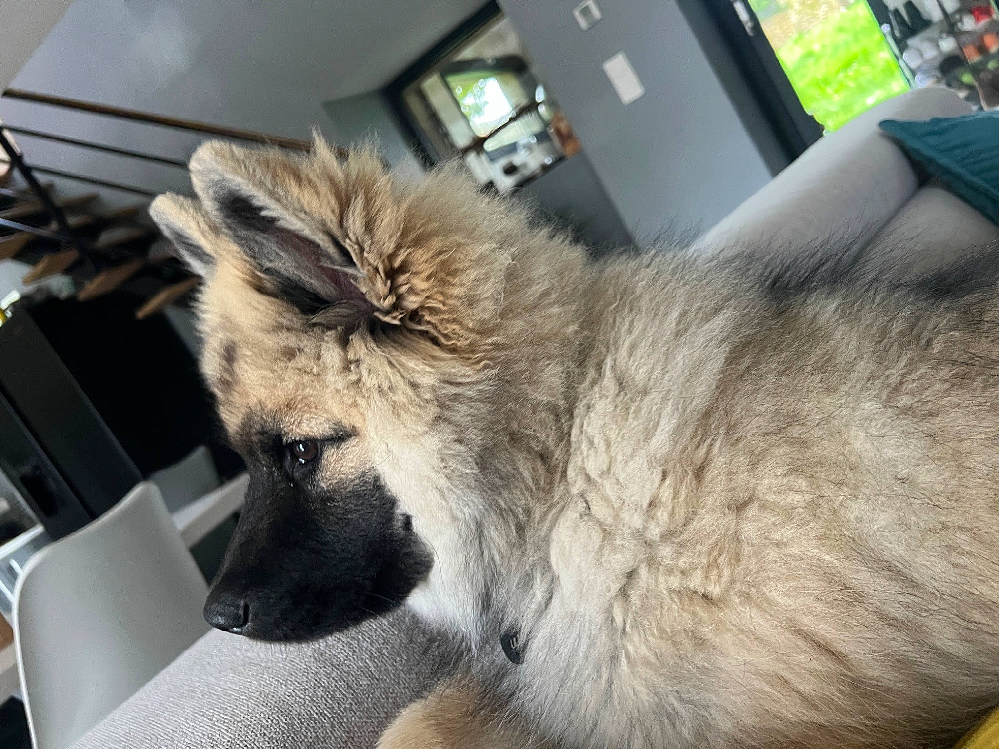 Ulia participe au concours pour gagner de l'argent avec cette photo : canidae, carnivore, claw, companion_dog, dog, dog_breed, fawn, felidae, fur, fur_clothing, paw, small_to_medium_sized_cats, snout, spitz, sporting_group, table, tail, terrestrial_animal, whiskers, wildlife