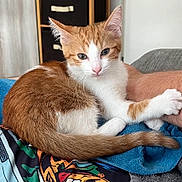 Ruby a rejoint le concours — aidez-le/la à gagner de superbes lots ! animal, blanket, blue_eyes, blue_fabric, cat, couch, ears, furry, human_arm, indoor, kitten, lying_down, orange_and_white, paw, pet, portrait, relaxed, sitting, tail, whiskers