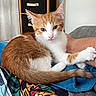 animal, blanket, blue_eyes, blue_fabric, cat, couch, ears, furry, human_arm, indoor, kitten, lying_down, orange_and_white, paw, pet, portrait, relaxed, sitting, tail, whiskers