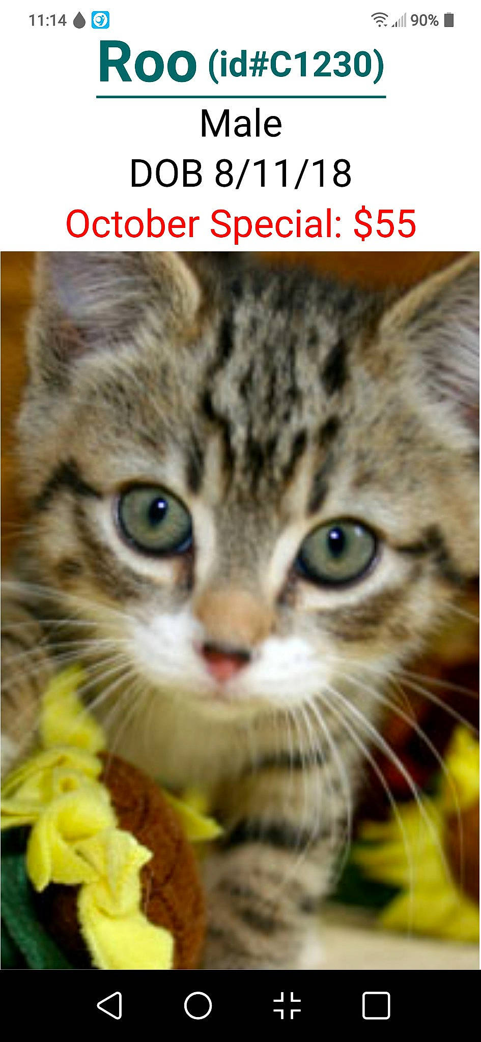 Lil Roo is registered to the contest to win money with this photo: american_shorthair, american_wirehair, asian, california_spangled, carnivore, cat, domestic_short_haired_cat, dragon_li, european_shorthair, felidae, kitten, mammal, organism, photo_caption, rusty_spotted_cat, siberian, small_to_medium_sized_cats, snout, tabby_cat, whiskers