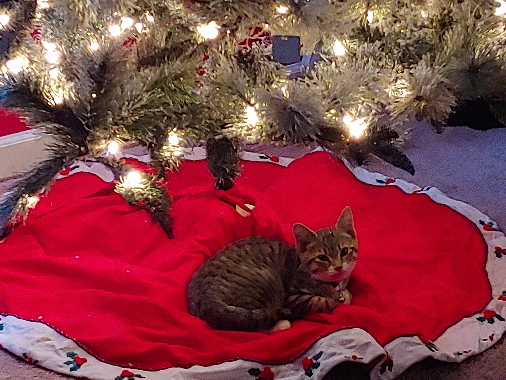 Lil Roo is registered to the contest to win money with this photo: carnivore, cat, christmas, christmas_decoration, christmas_eve, christmas_ornament, christmas_tree, domestic_short_haired_cat, felidae, fur, holiday, interior_design, kitten, pixie_bob, small_to_medium_sized_cats, tree, whiskers
