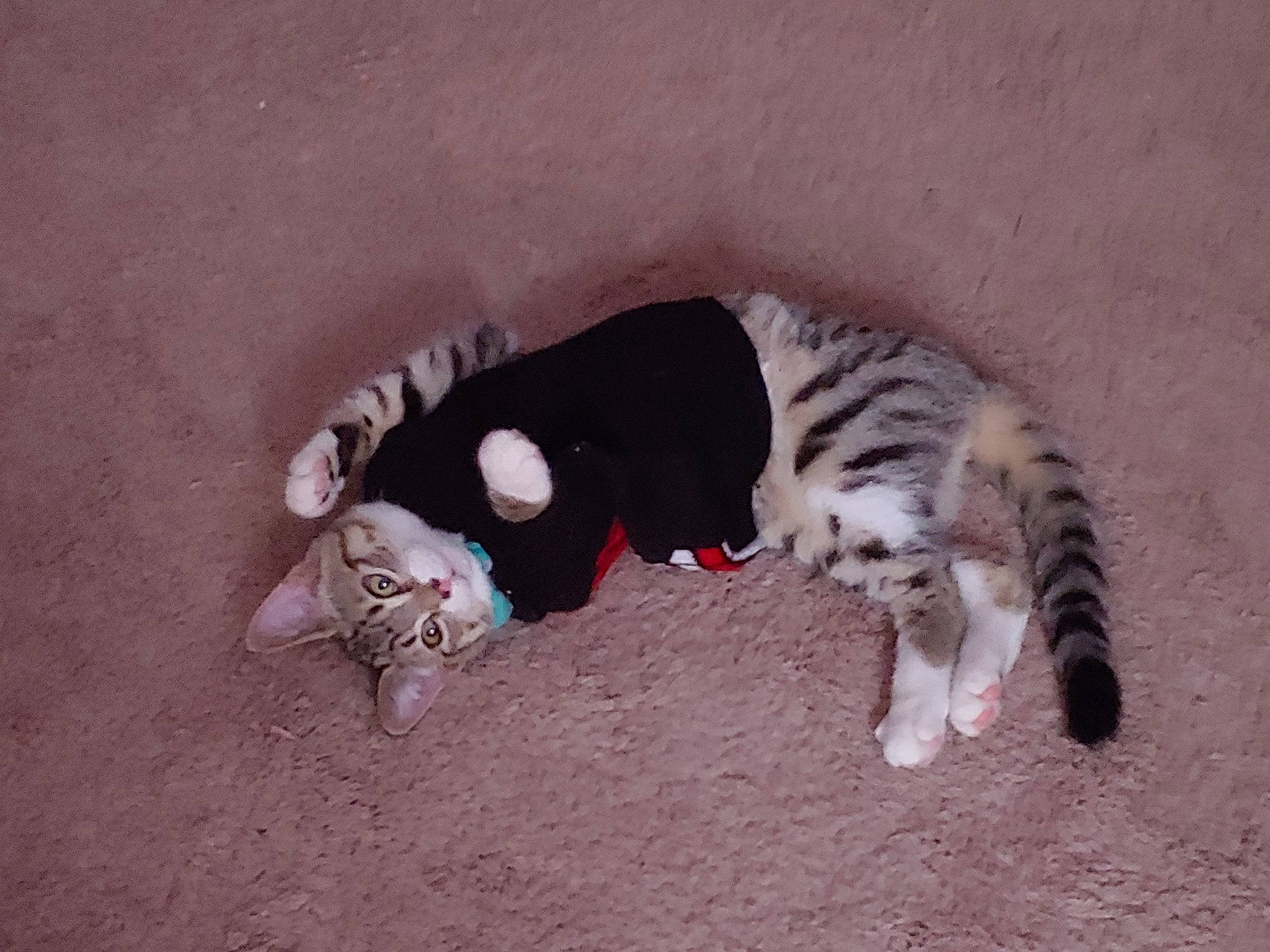 Lil Roo is registered to the contest to win money with this photo: carnivore, cat, domestic_short_haired_cat, european_shorthair, felidae, mammal, paw, small_to_medium_sized_cats, tail, whiskers