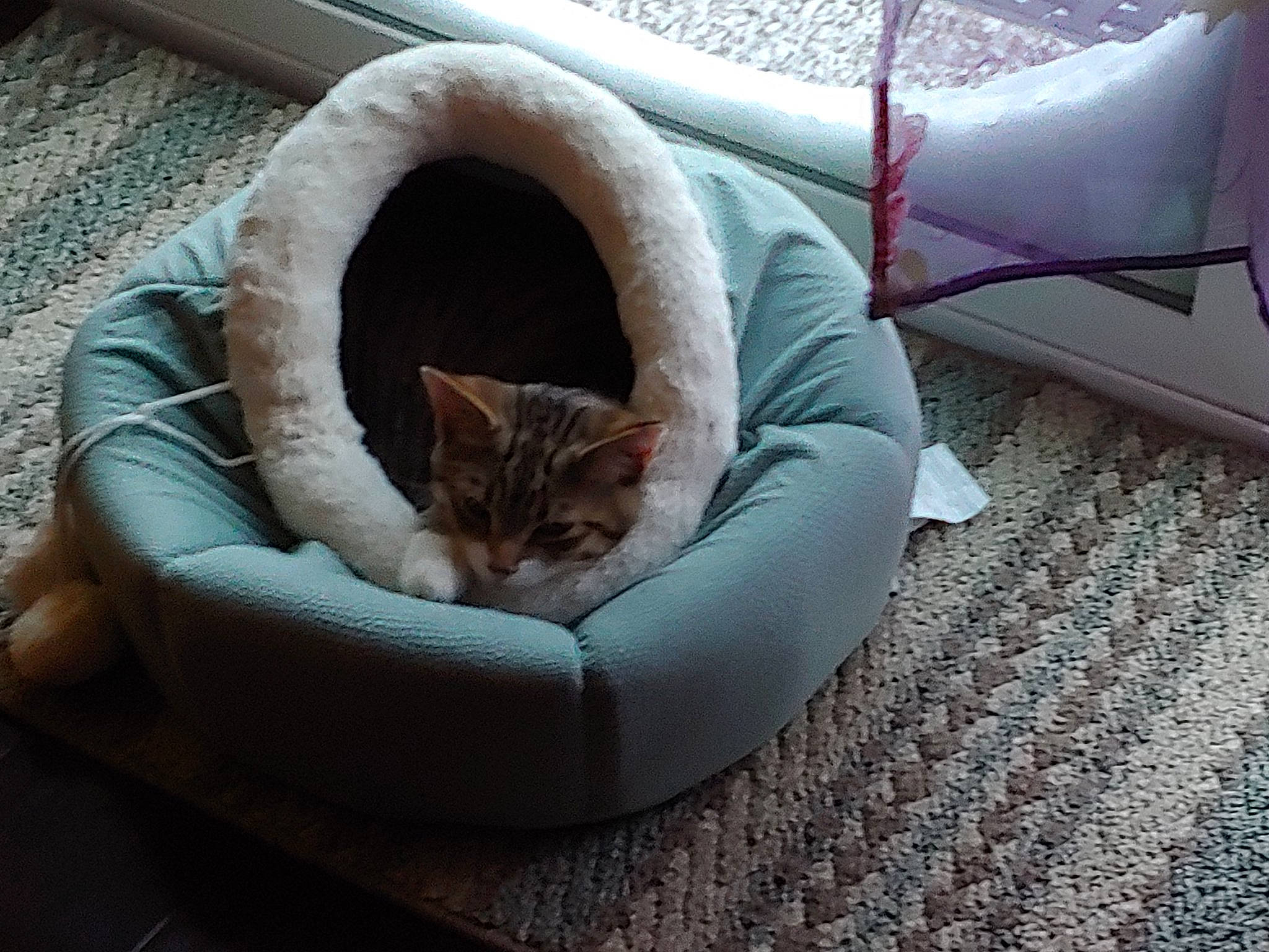 Lil Roo is registered to the contest to win money with this photo: asian, carnivore, cat, cat_bed, comfort, domestic_short_haired_cat, european_shorthair, felidae, fur, kitten, nap, small_to_medium_sized_cats, square, tail, whiskers