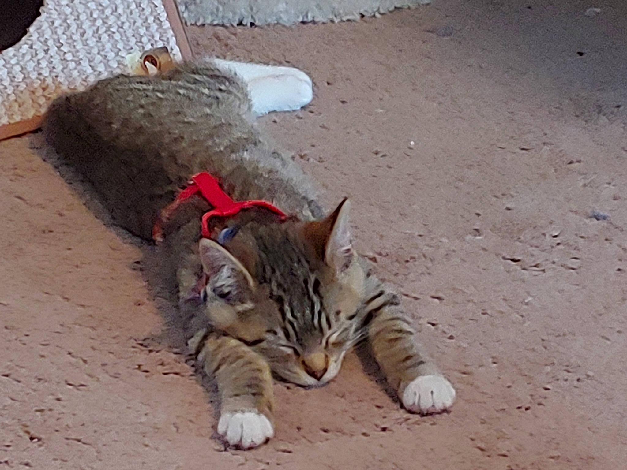 Kanga-too joined the competition — help win amazing prizes! aegean_cat, asian, carnivore, cat, domestic_short_haired_cat, dragon_li, european_shorthair, felidae, kitten, organism, pixie_bob, polydactyl_cat, sand, small_to_medium_sized_cats, tabby_cat, tail, toyger, whiskers, wild_cat