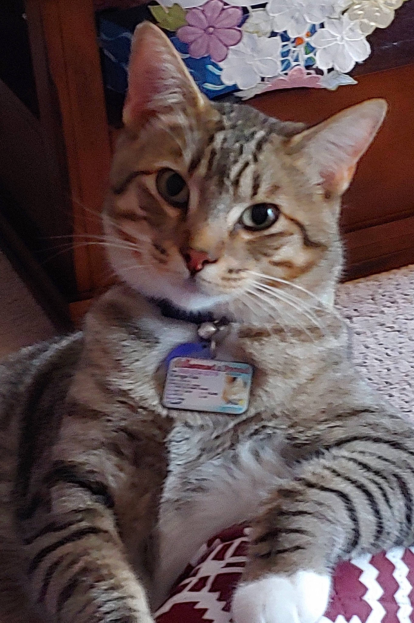 Kanga-too is registered to the contest to win money with this photo: american_shorthair, american_wirehair, arabian_mau, asian, australian_mist, california_spangled, carnivore, cat, domestic_short_haired_cat, dragon_li, european_shorthair, felidae, kitten, mammal, ocicat, pixie_bob, small_to_medium_sized_cats, tabby_cat, vertebrate, whiskers