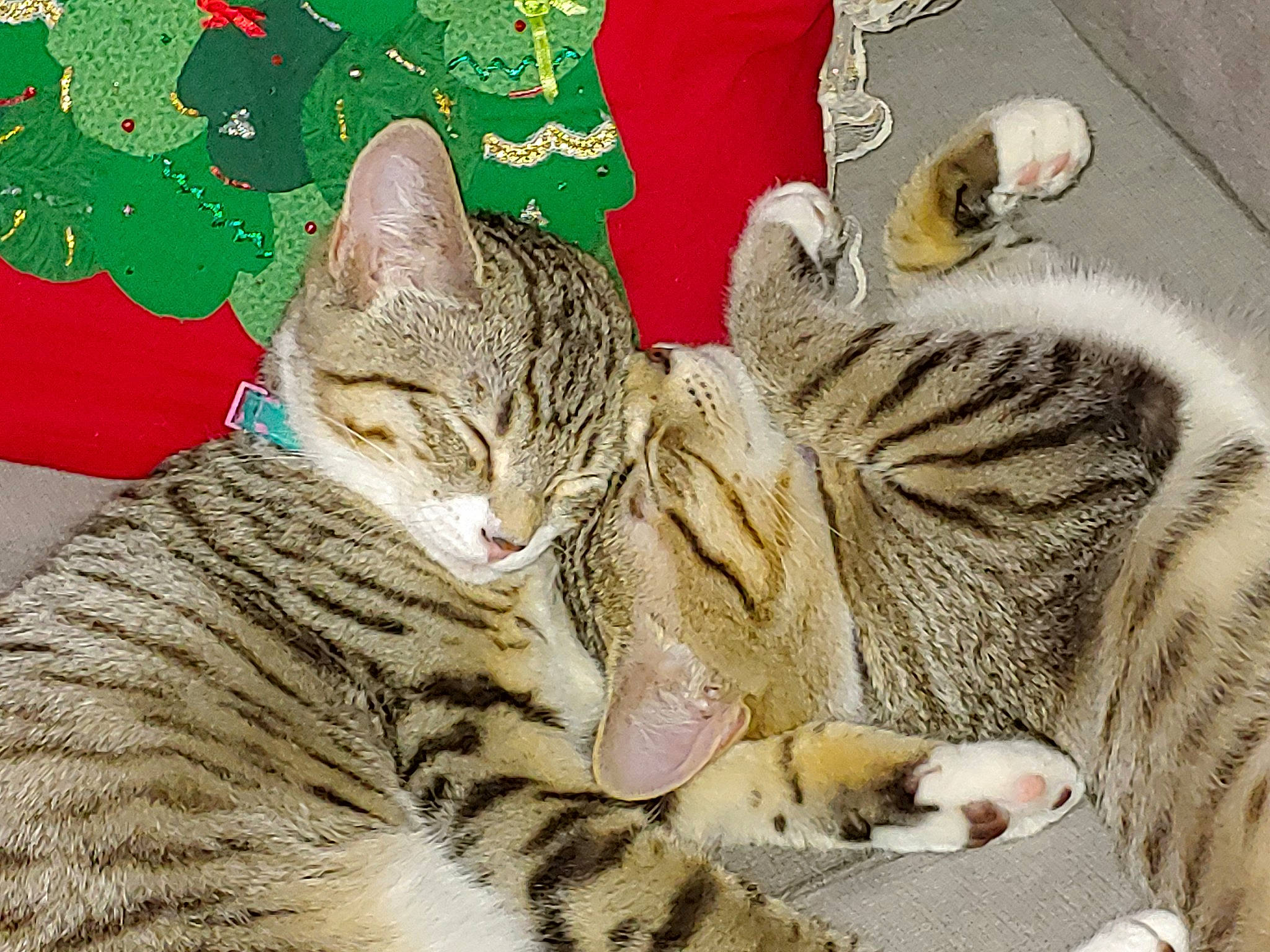 Kanga-too joined the competition — help win amazing prizes! american_shorthair, american_wirehair, asian, california_spangled, carnivore, cat, domestic_short_haired_cat, dragon_li, egyptian_mau, european_shorthair, felidae, kitten, mammal, ocicat, paw, pixie_bob, small_to_medium_sized_cats, tabby_cat, vertebrate, whiskers