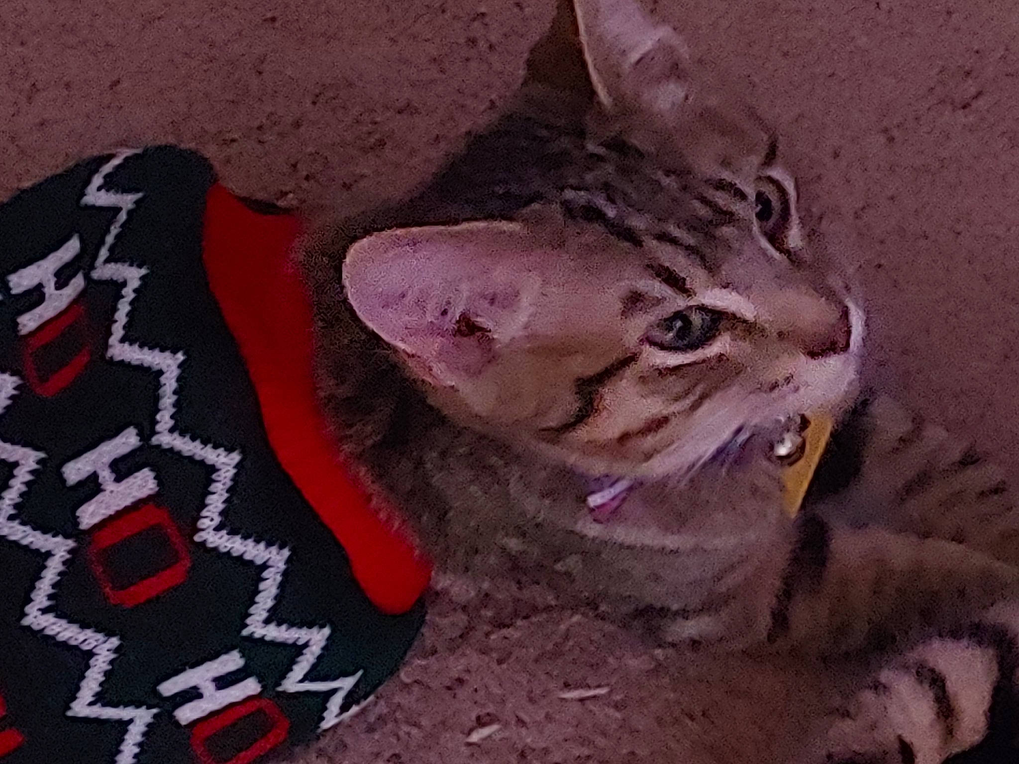 Kanga-too joined the competition — help win amazing prizes! american_shorthair, asian, california_spangled, carnivore, cat, domestic_short_haired_cat, dragon_li, european_shorthair, felidae, kitten, mammal, pixie_bob, small_to_medium_sized_cats, snout, tabby_cat, whiskers