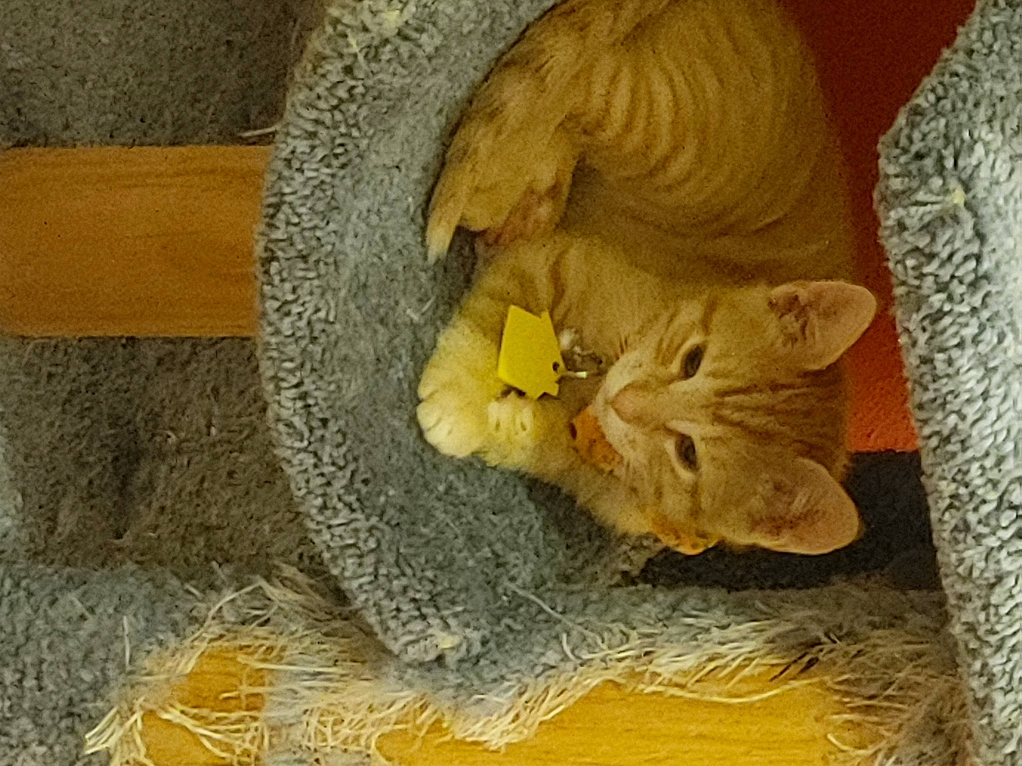 Julius is registered to the contest to win money with this photo: art, carnivore, cat, cut_flowers, fawn, felidae, flower, fur, hardwood, houseplant, pattern, petal, plant, sculpture, small_to_medium_sized_cats, tree, trunk, twig, whiskers, wood