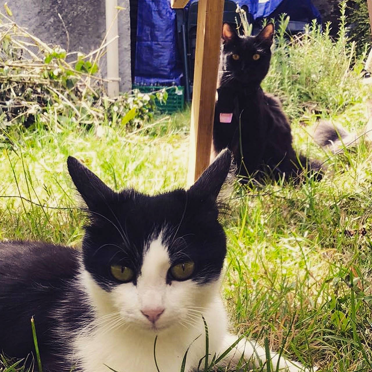 Carlos a rejoint le concours — aidez-le/la à gagner de superbes lots ! art, botany, carnivore, cat, domestic_short_haired_cat, felidae, fur, garden, grass, grass_family, green, light, mammal, plant, shrub, small_to_medium_sized_cats, sunlight, tail, tree, whiskers