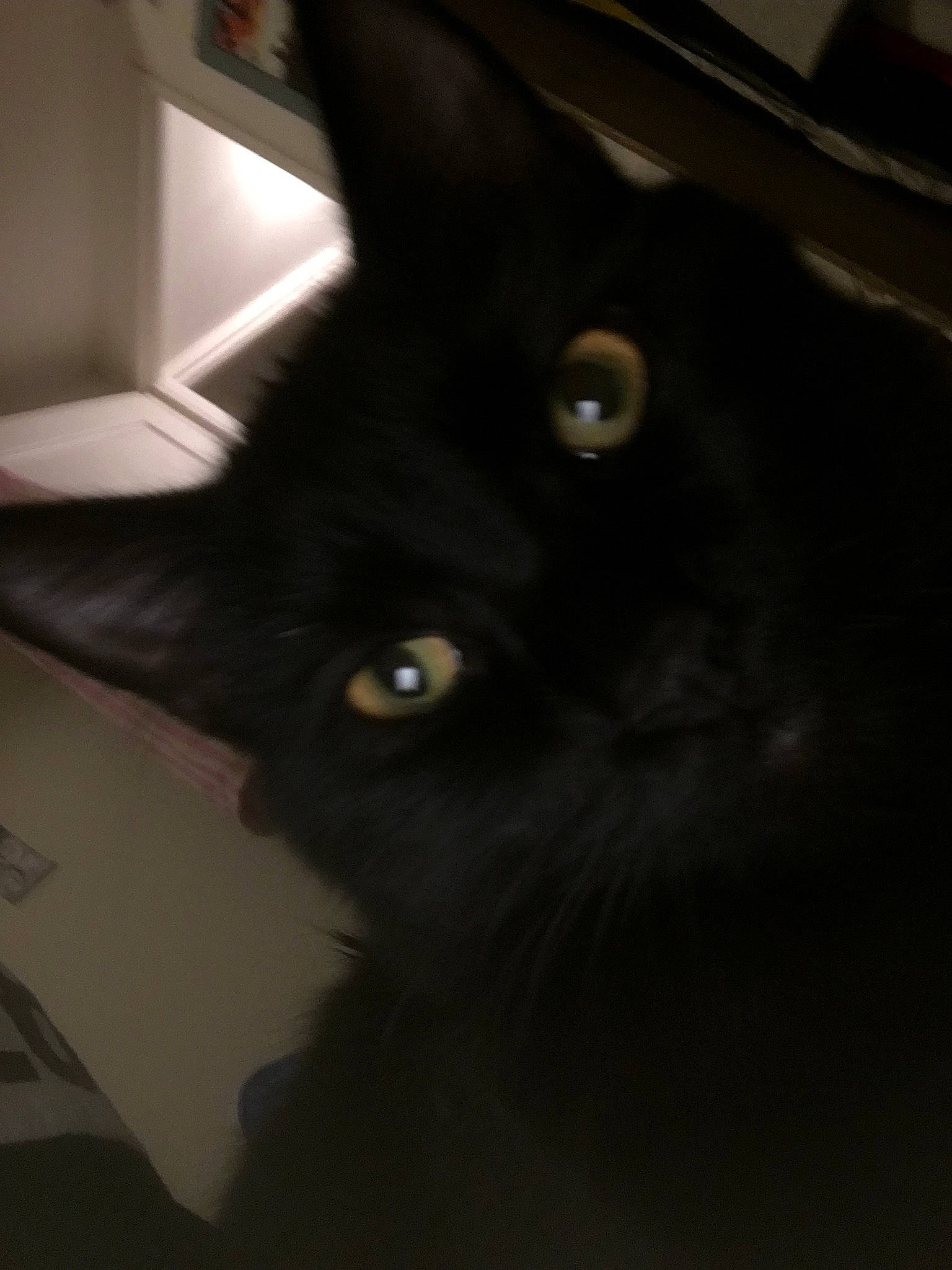 Carlos participe au concours pour gagner de l'argent avec cette photo : black_cat, bombay, carnivore, cat, darkness, domestic_short_haired_cat, ear, eye, felidae, fur, hair, head, iris, small_to_medium_sized_cats, snout, terrestrial_animal, whiskers