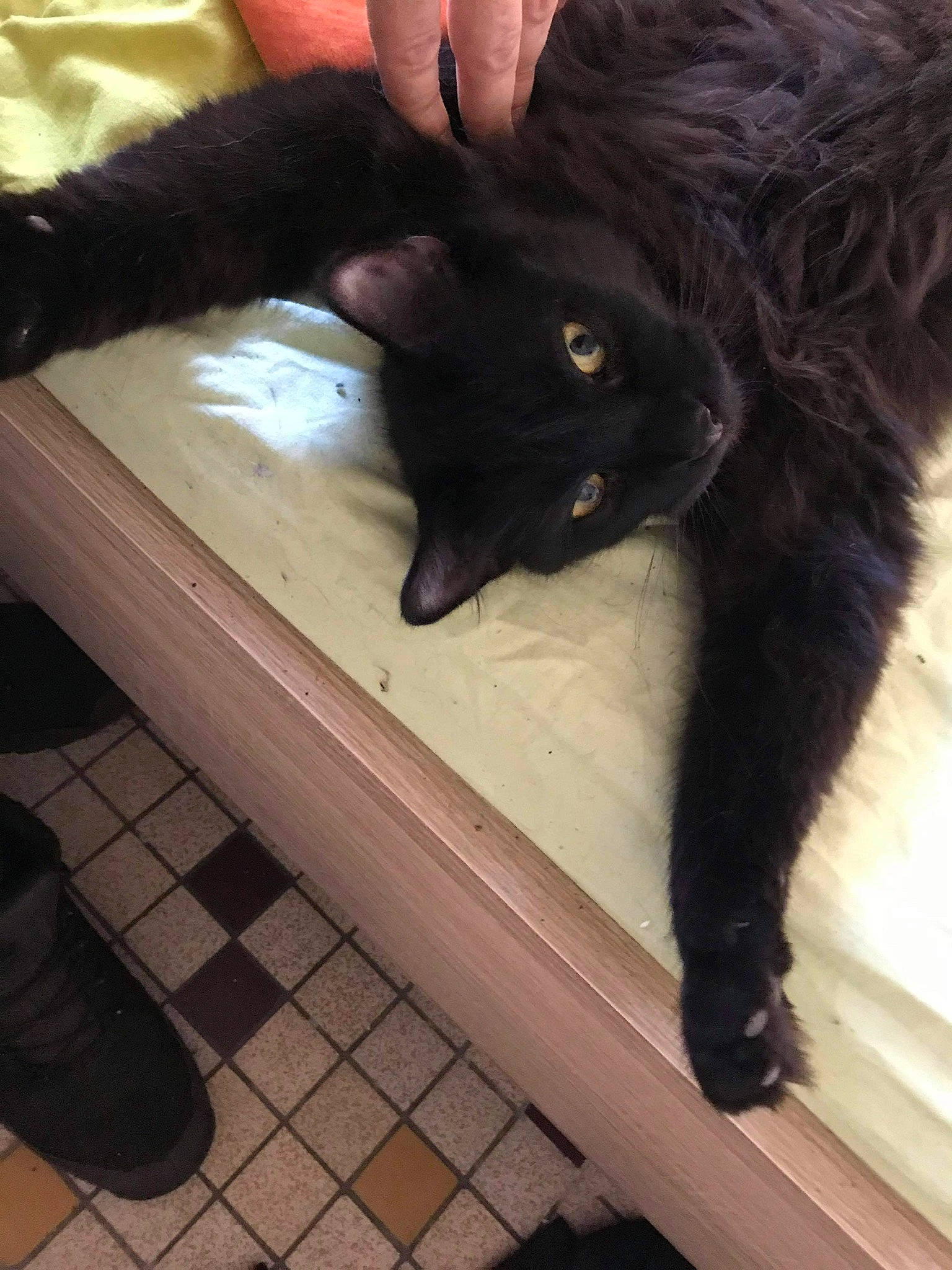 Carlos participe au concours pour gagner de l'argent avec cette photo : black, black_cat, bombay, carnivore, cat, claw, domestic_short_haired_cat, felidae, flooring, fur, gesture, hardwood, human_leg, paw, small_to_medium_sized_cats, snout, tail, terrestrial_animal, whiskers, wood