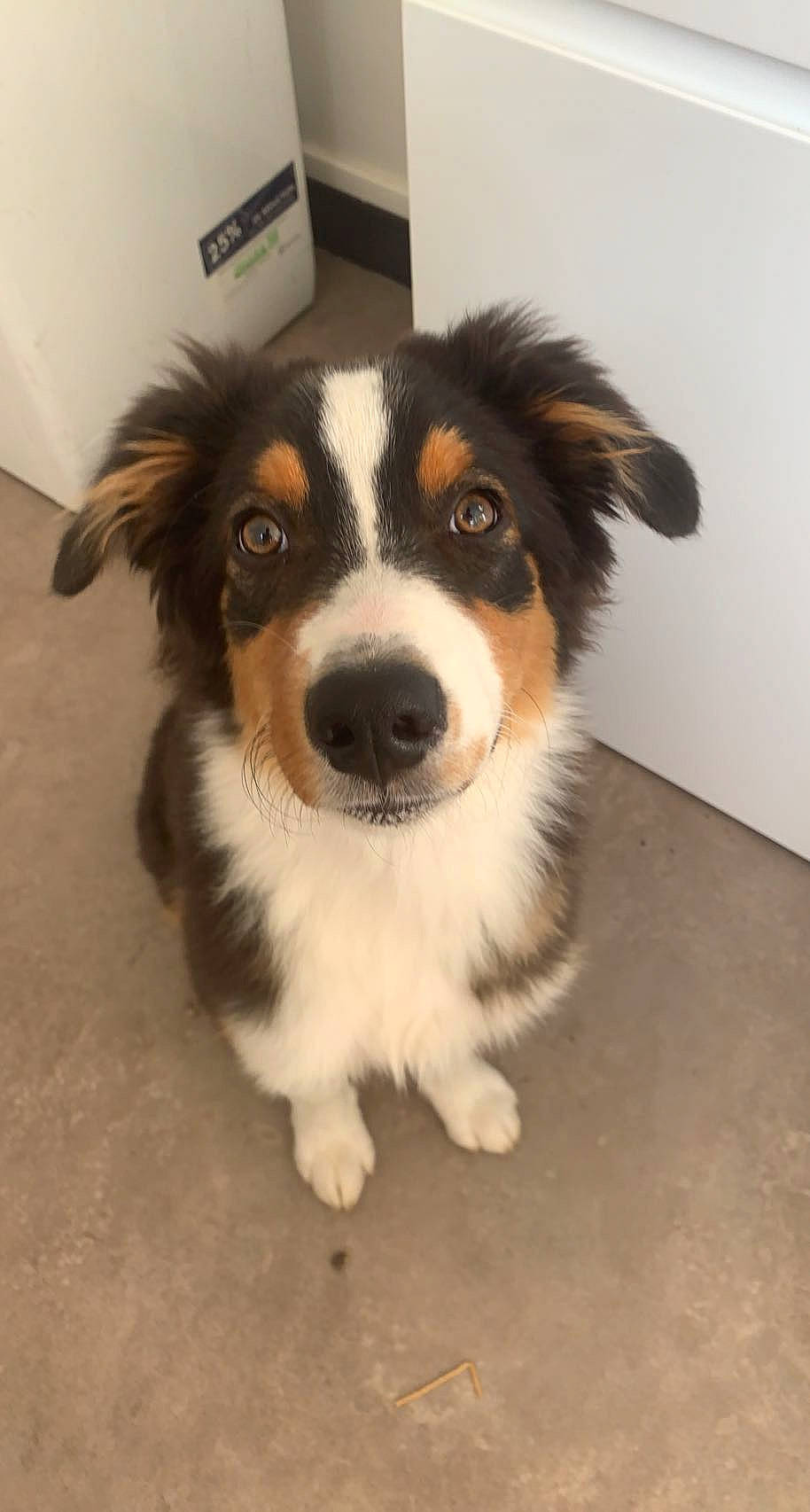 Doug participe au concours pour gagner de l'argent avec cette photo : ball, canidae, carnivore, companion_dog, dog, dog_breed, fur, head, herding_dog, snout, sporting_group, terrestrial_animal, whiskers, working_animal, working_dog