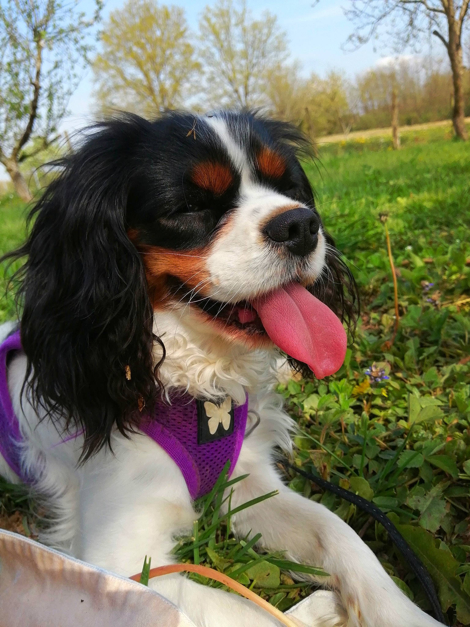 Olympe participe au concours pour gagner de l'argent avec cette photo : canidae, carnivore, cavalier_king_charles_spaniel, cloud, collar, companion_dog, dog, dog_breed, dog_supply, formal_wear, fur, grass, king_charles_spaniel, plant, sky, snout, sporting_group, terrestrial_animal, tree, working_dog