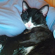 Paws is registered to the contest to win money with this photo: animal, black_fur, cat, close_up, companion, cozy, cute, feline, fur, indoors, mammal, pet, pink_nose, relaxed, resting, sleeping, soft_texture, tuxedo_cat, whiskers, white_fur