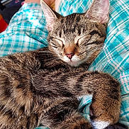 Squeaks is registered to the contest to win money with this photo: cat, tabby, sleeping, pet, animal, fur, whiskers, ears, paws, person, legs, feet, plaid_clothing, indoor, relaxation, cozy, lap, home, comfort, rest