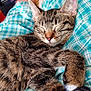 cat, tabby, sleeping, pet, animal, fur, whiskers, ears, paws, person, legs, feet, plaid_clothing, indoor, relaxation, cozy, lap, home, comfort, rest