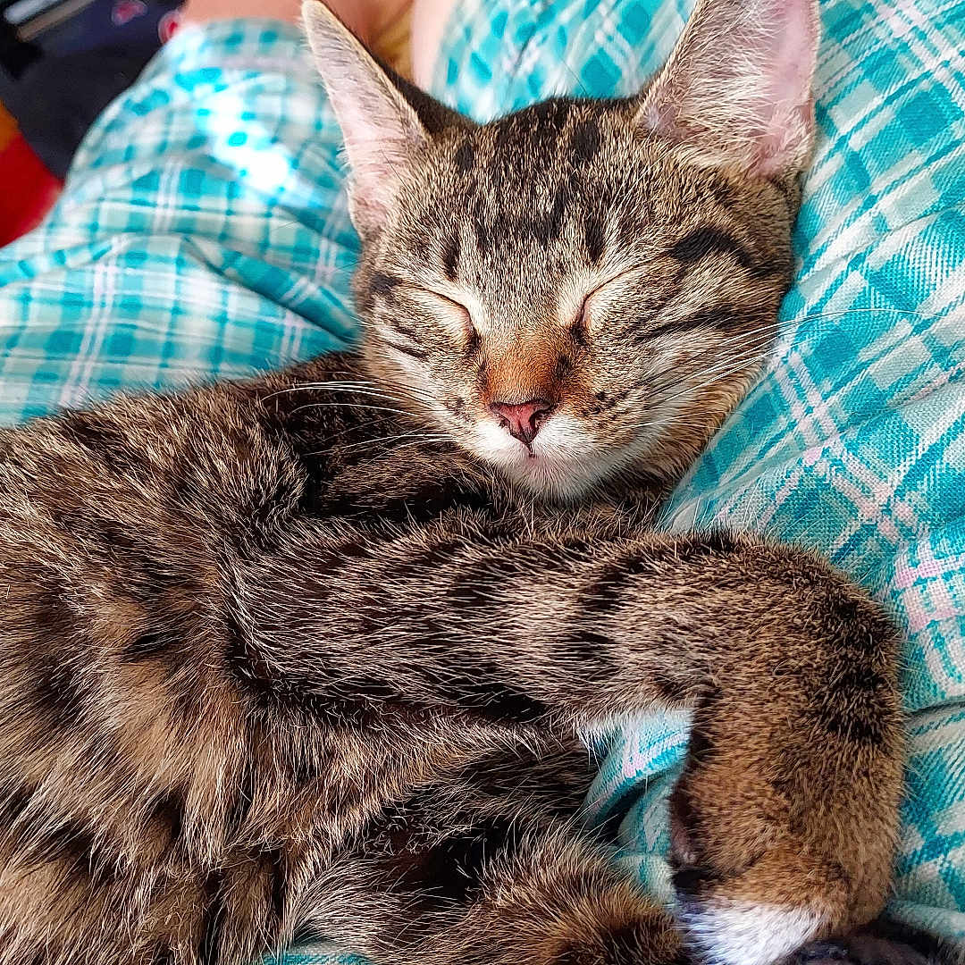 Squeaks is registered to the contest to win money with this photo: animal, cat, comfort, cozy, ears, feet, fur, home, indoor, lap, legs, paws, person, pet, plaid_clothing, relaxation, rest, sleeping, tabby, whiskers