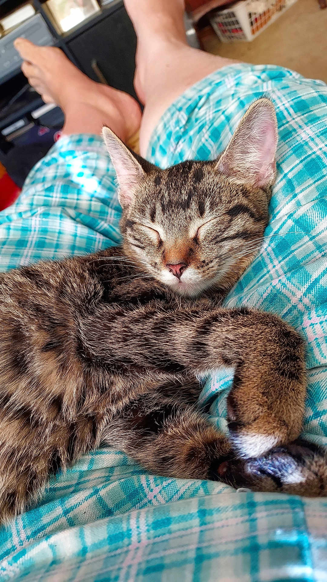 Squeaks is registered to the contest to win money with this photo: cat, tabby, sleeping, pet, animal, fur, whiskers, ears, paws, person, legs, feet, plaid_clothing, indoor, relaxation, cozy, lap, home, comfort, rest