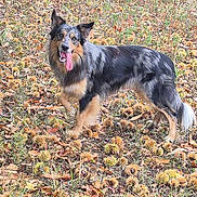 Togo a rejoint le concours — aidez-le/la à gagner de superbes lots ! animal_portrait, autumn, black_and_white, border_collie, daylight, dog, fallen_leaves, field, fluffy_tail, grass, herding_dog, long_hair, nature, open_mouth, outdoors, pointed_ears, standing, tan_markings, tongue_out, woodland