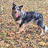 animal_portrait, autumn, black_and_white, border_collie, daylight, dog, fallen_leaves, field, fluffy_tail, grass, herding_dog, long_hair, nature, open_mouth, outdoors, pointed_ears, standing, tan_markings, tongue_out, woodland