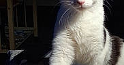 Sophie is registered to the contest to win money with this photo: cat, kitten, black_and_white, animal, pet, portrait, face, eyes, ears, whiskers, nose, paws, fur, sitting, indoors, blanket, bed, close_up, dark_background, alert
