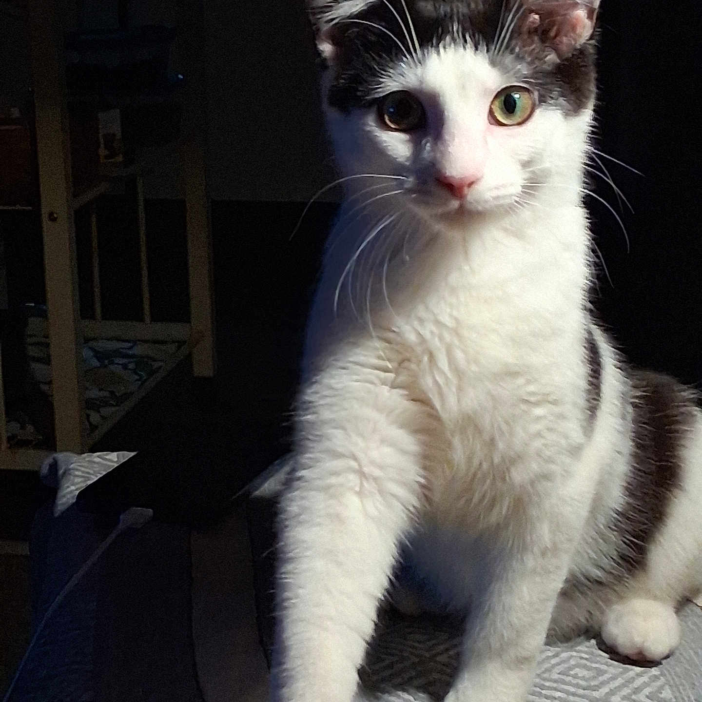 Sophie is registered to the contest to win money with this photo: cat, kitten, black_and_white, animal, pet, portrait, face, eyes, ears, whiskers, nose, paws, fur, sitting, indoors, blanket, bed, close_up, dark_background, alert