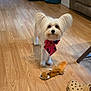 bow_tie, couch, crocs, curious, decor, dog, ears, fireplace, flooring, furniture, home, indoor, living_room, pet, pet_toy, pillow, shoe, toy, white_dog, wooden_floor