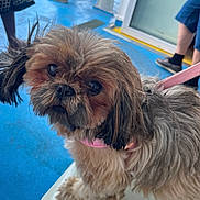 Una a rejoint le concours — aidez-le/la à gagner de superbes lots ! animal, bench, blue_floor, closeup, cute, dog, domestic_animal, fluffy, fur, indoor, leash, legs, looking_up, people, pet, pink_collar, portrait, shih_tzu, shoes, small_dog