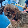 animal, bench, blue_floor, closeup, cute, dog, domestic_animal, fluffy, fur, indoor, leash, legs, looking_up, people, pet, pink_collar, portrait, shih_tzu, shoes, small_dog