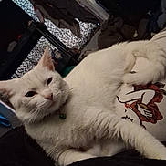 Snowbelle joined the competition — help win amazing prizes! blanket, cat, close_up, clothing, collar, domestic_animal, ear, fur, furniture, graphic_shirt, home, indoor, lounging, paw, person, pet, relaxed, resting, whiskers, white_cat